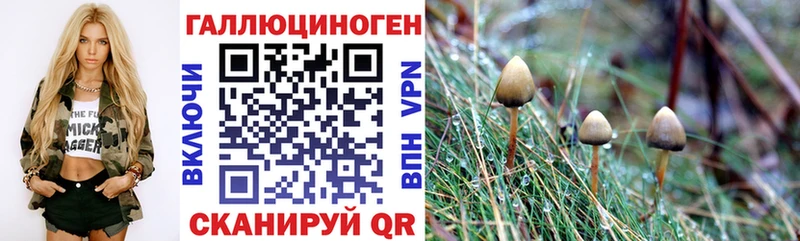 Псилоцибиновые грибы Cubensis  Купить закладки  Кировград 